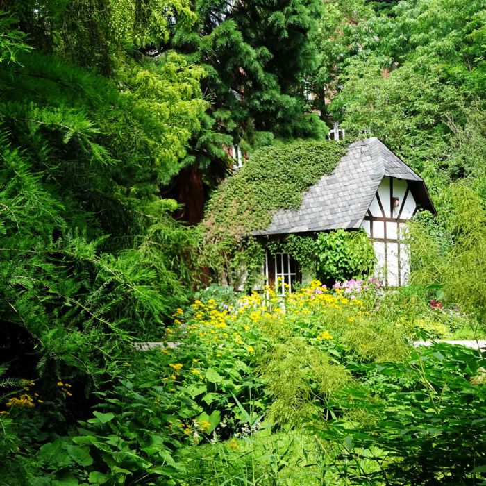 Der alte Botanische Garten in Kiel ist zum Wald geworden voller bestaunenswerter Hölzer.