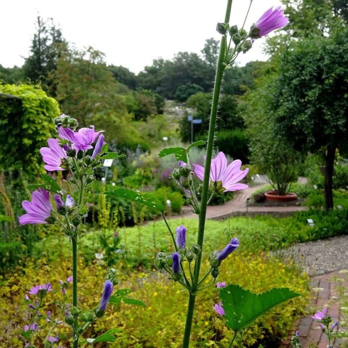 Keck recken die Heilkräuter, wie die Malve, ihre Köpfe in die Höhe mitten in dem weitläufigen Landschaftsgarten.