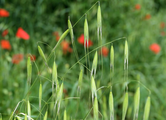 Hafer am Feldrand mit Mohnblüten im Hintergrund
