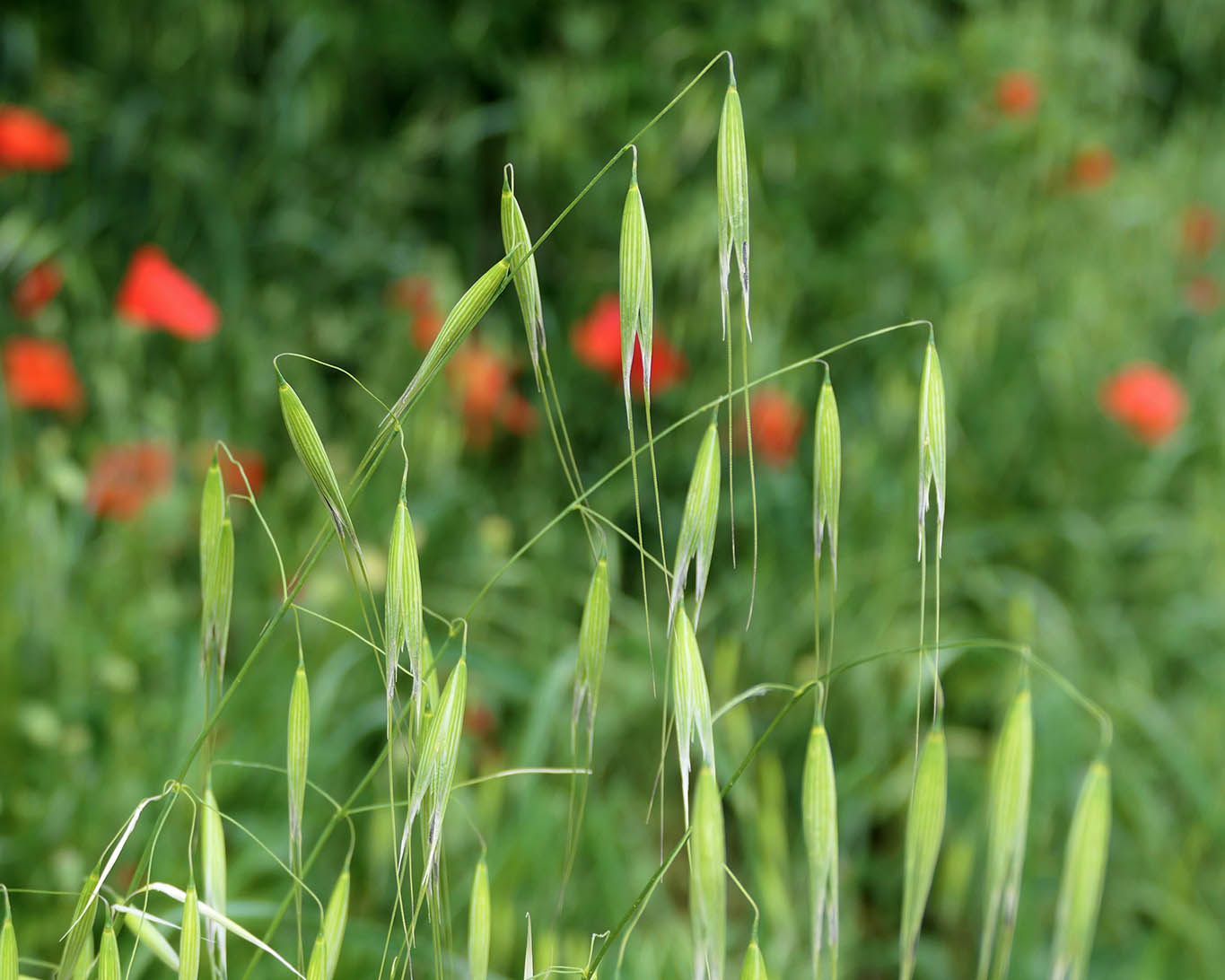 Hafer am Feldrand mit Mohnblüten im Hintergrund