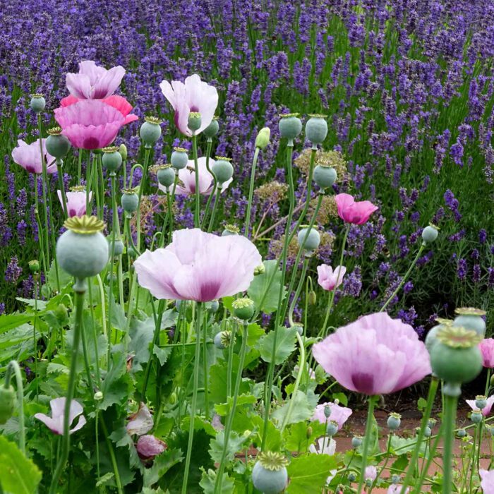 Da staunt der Mohn über den Lavendel wie er so schön leuchten kann.