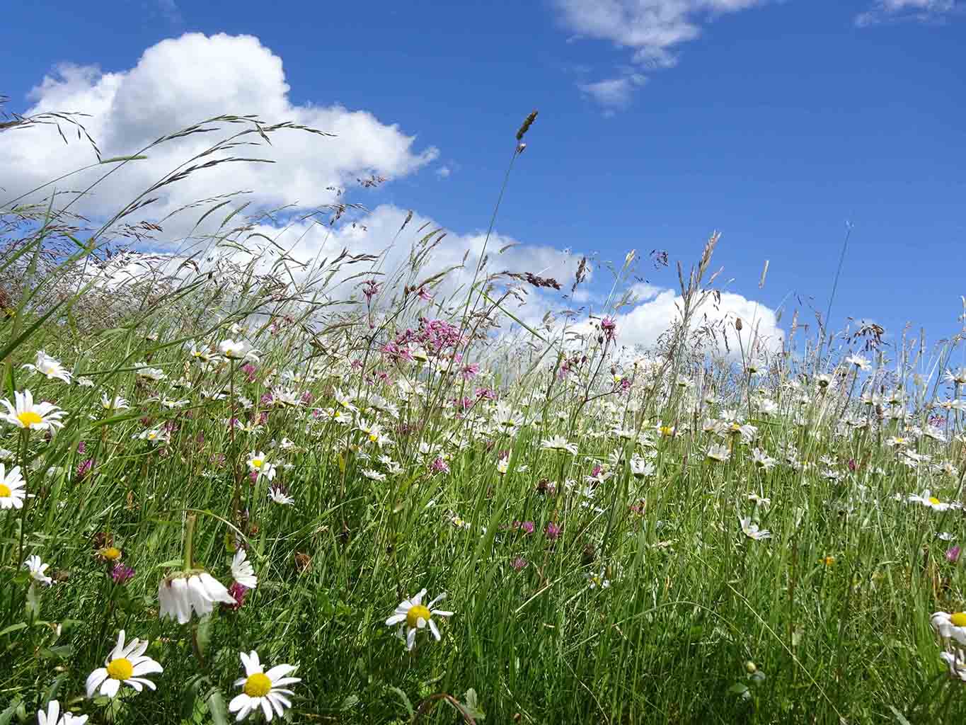 Bunte Sommerwiesen sind nicht nur eine Freude für die Augen, sondern wegen ihrer Vielfalt auch wertvolle Futterflächen für viele Insekten.