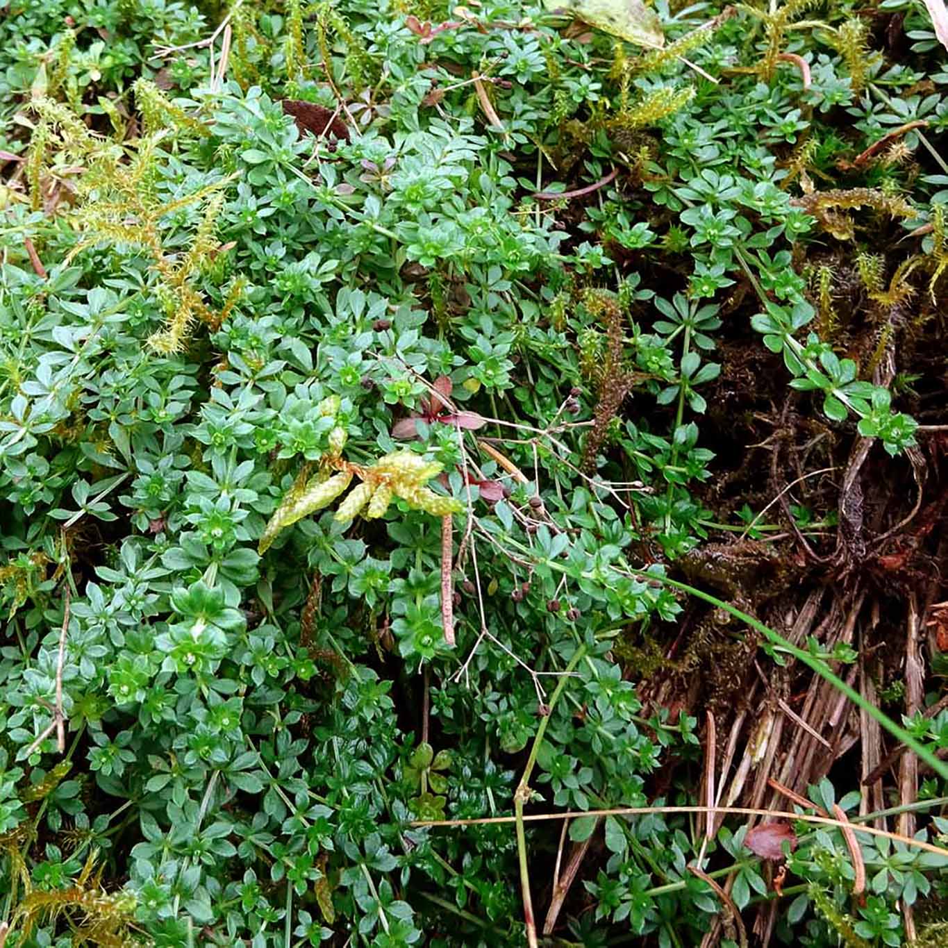 Bruchkraut ist ein typischer Bodendecker im Wald, an Wegen und feuchten Freiflächen.