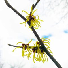 Wie goldgelbe Tentaktel räkeln sich die Blütenblätter der Zaubernuss in der noch kalten Winterluft.