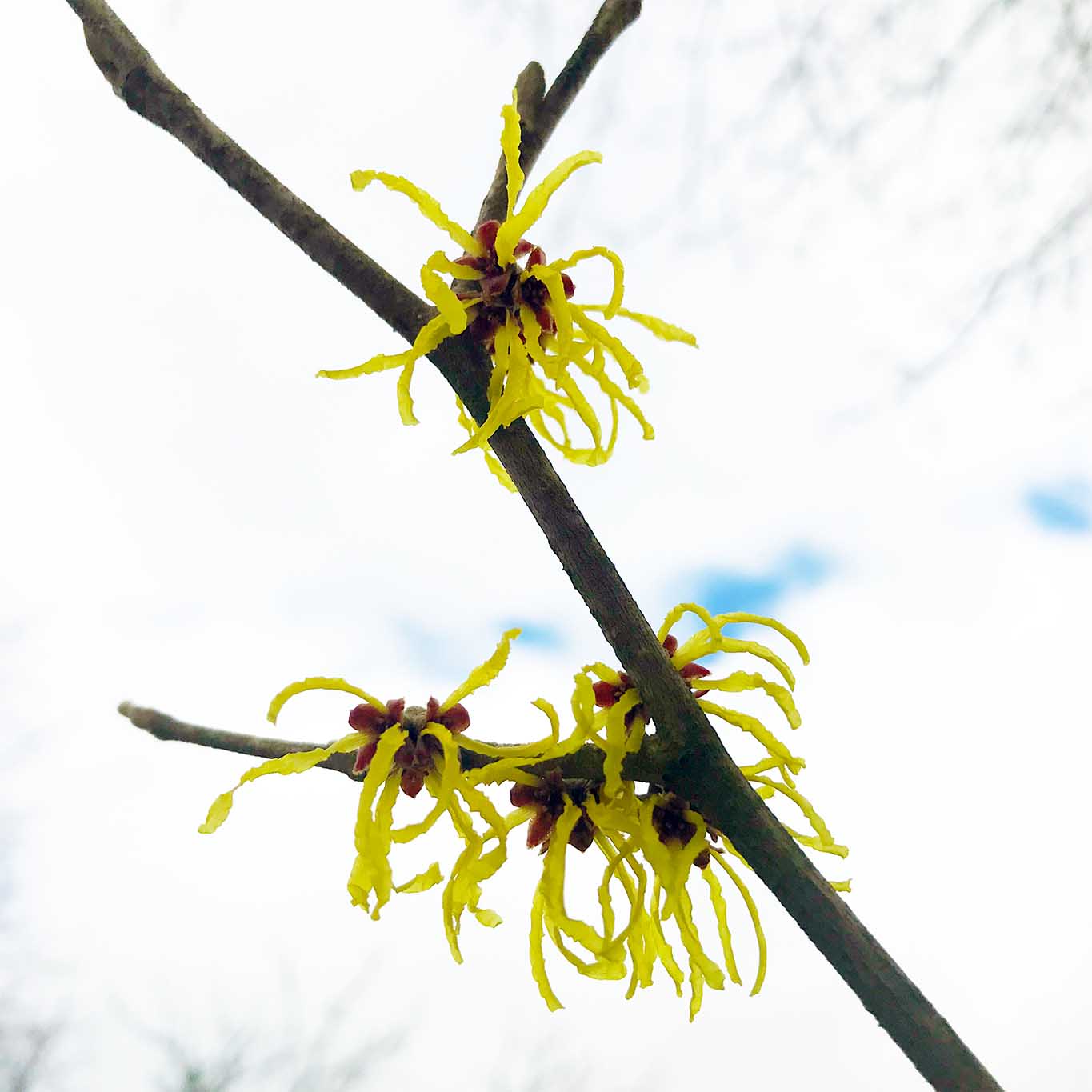 Hamamelis – die Zaubernuss