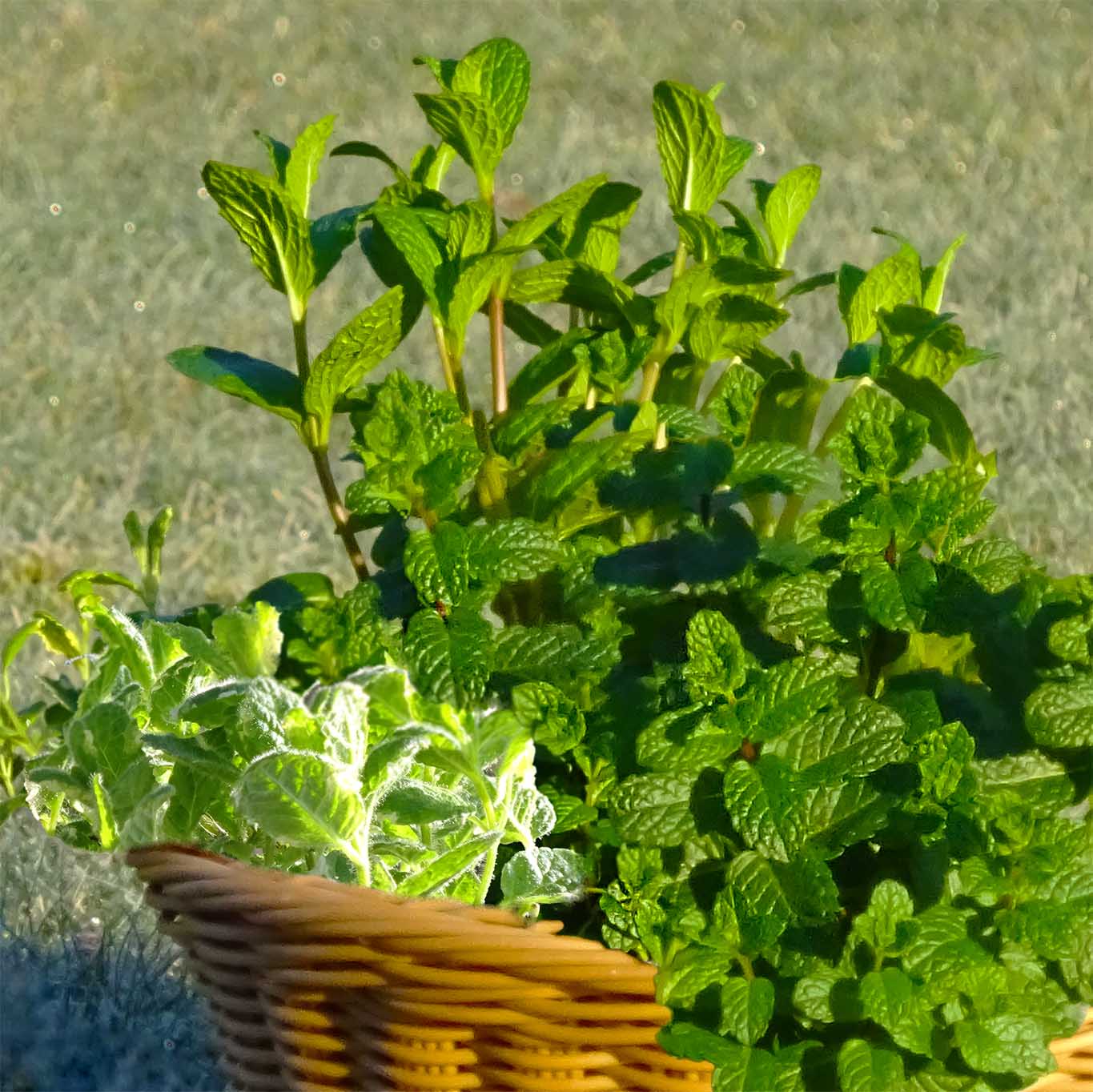 Im Kräuterkorb für den Monat April finden sich drei Minze-Arten, die zum Auspflanzen in den Garten bereitstehen.