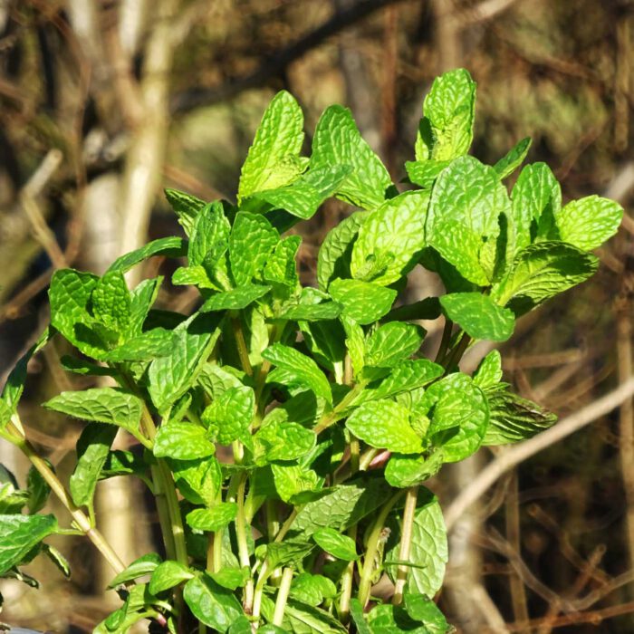 Die Mojitominze ist milder und ihre Blätter sind rundlicher als die der Pfefferminze.