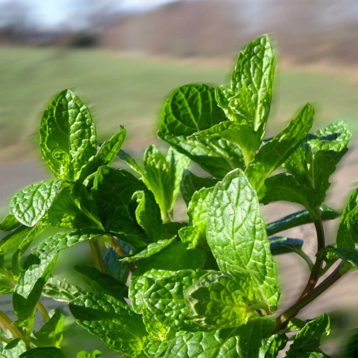 Für die coolen Sommerdrinks ist die mentholarme Mojitominze sehr geeignet.