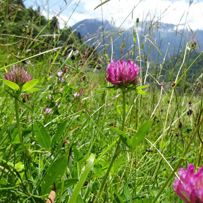 Ein typischer Wiesenbewohner ist der Rotklee (Trifolum pratense)