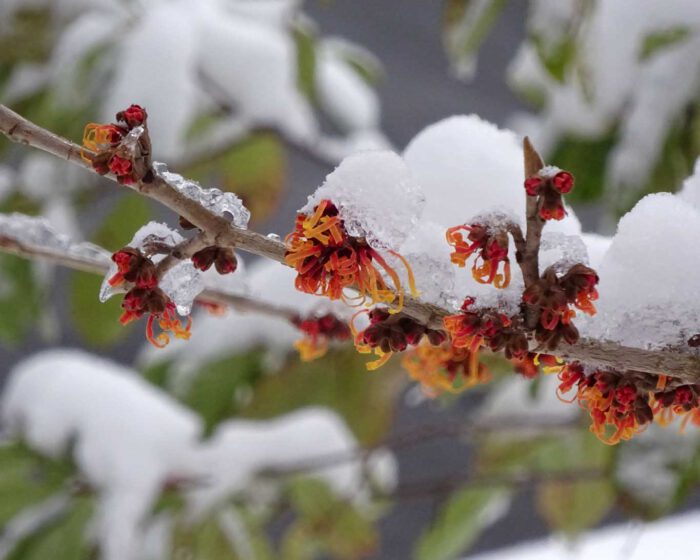 Die Blüten der Hamamelis oder Zaubernuss trotzen Schnee und Kälte. Sie sind eine der ersten Frühblüher am Strauch.