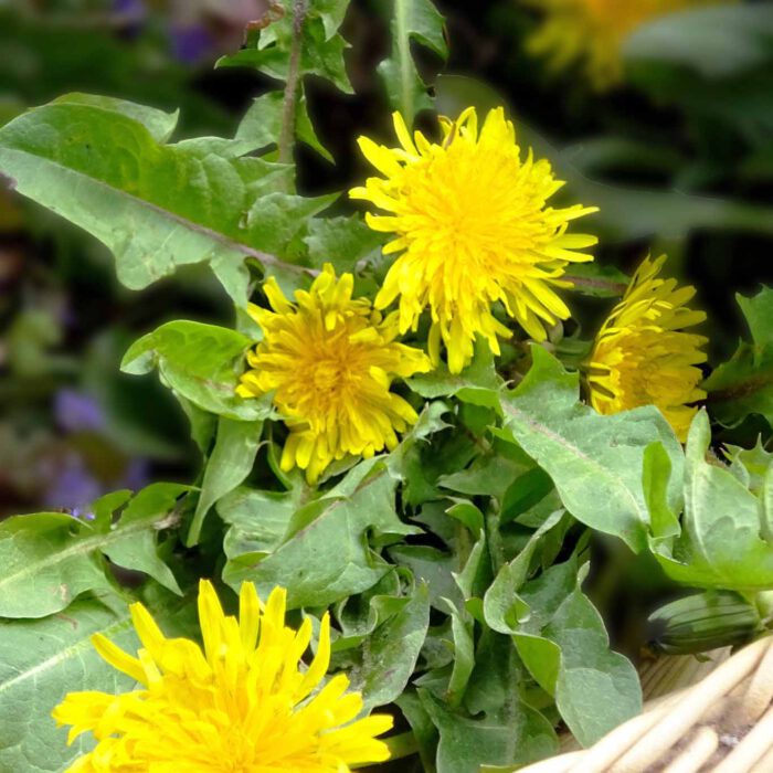 Frische Löwenzahnblätter sind ein herbes Frühlingsgemüse mit harntreibender Wirkung.