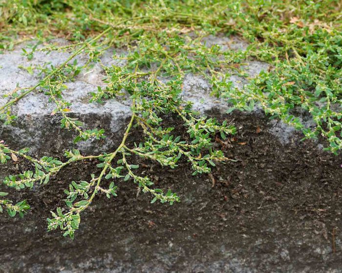 Vogelknöterich wächst meist an schmutzigen Stellen. Deshalb ist das Sammeln von Pflanzenteilen des Vogelknöterichs schwierig.