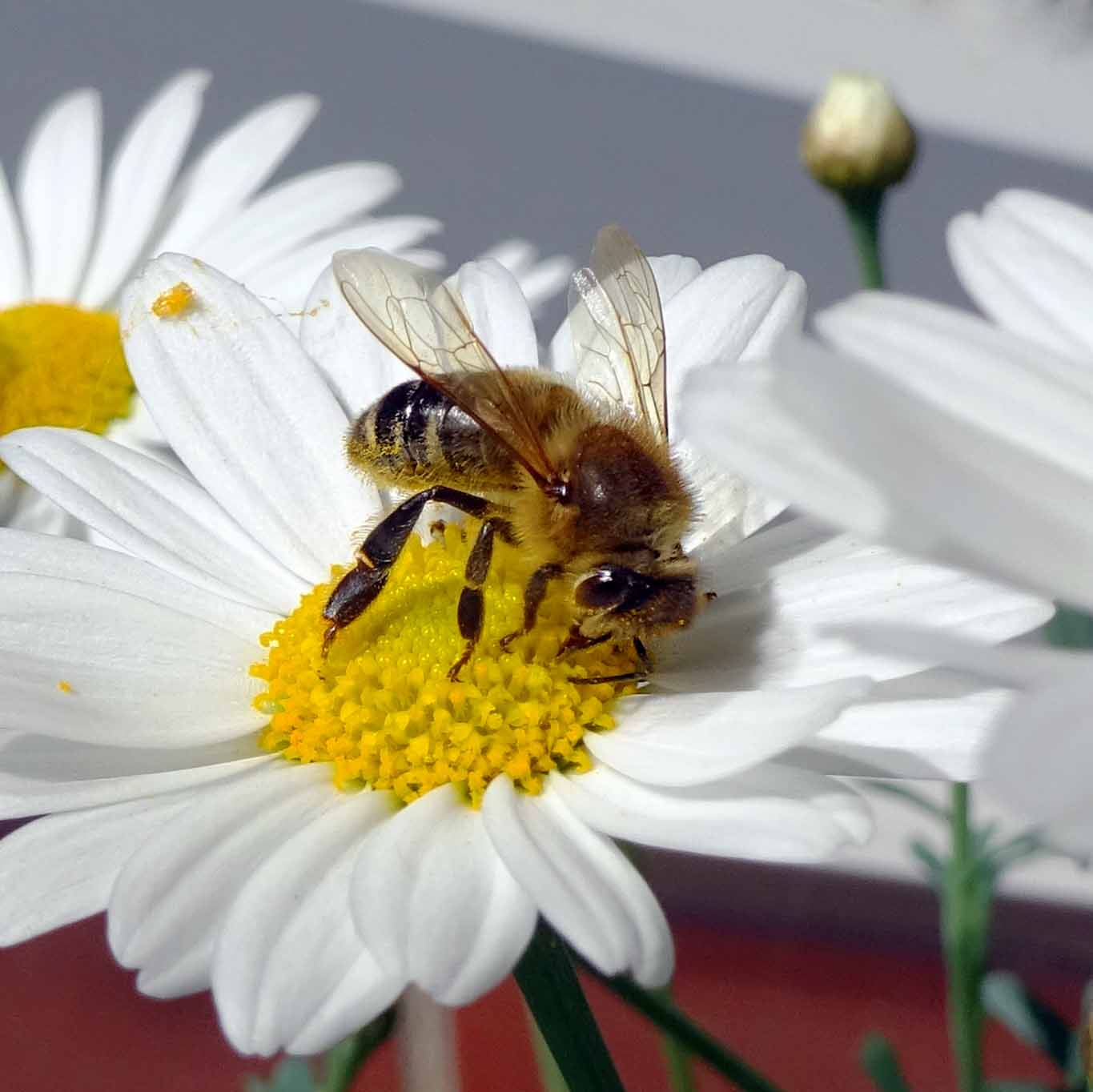 Wer Honig will, darf Bienen nicht scheuen!