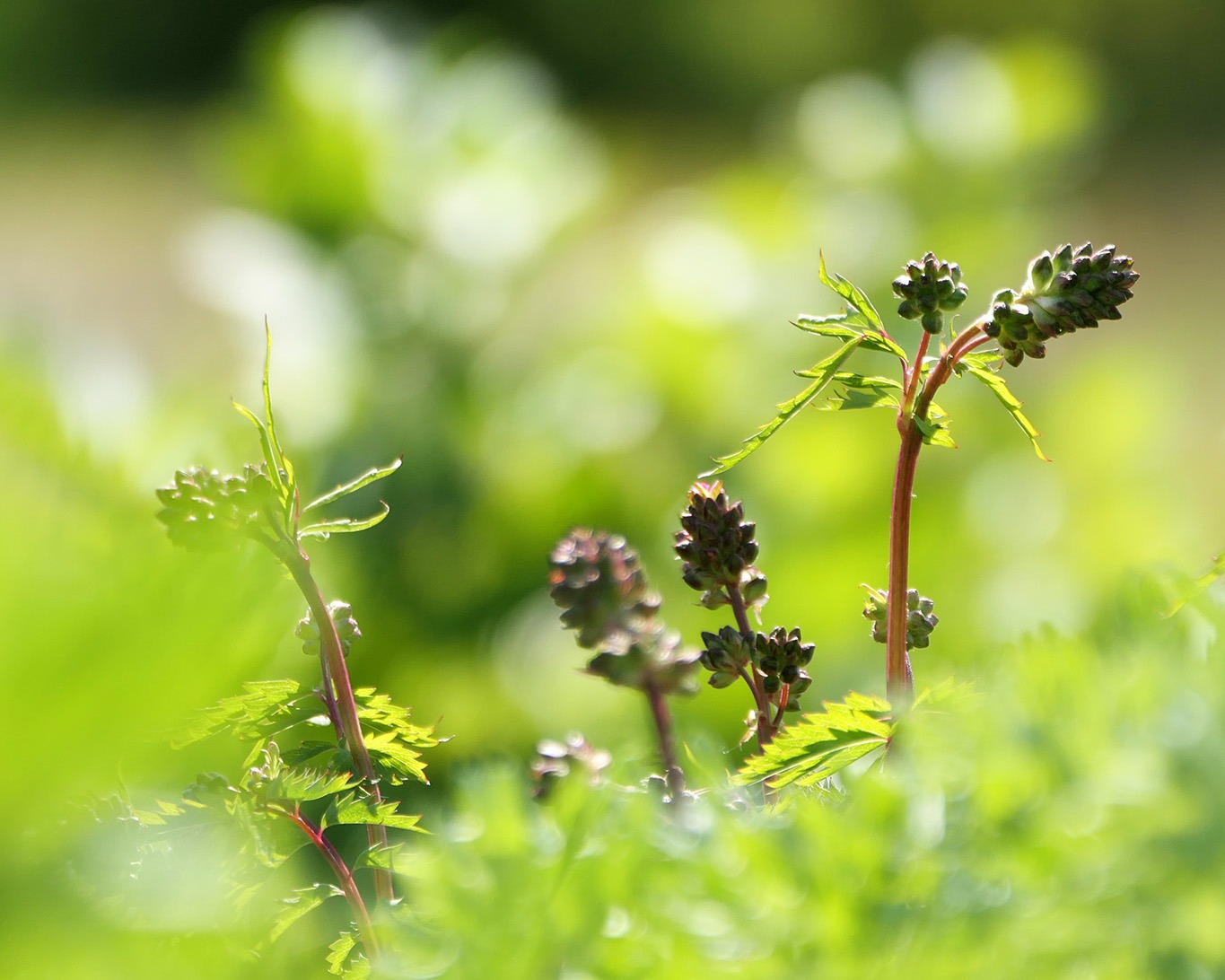 Der grosse Wiesenknopf war die Wiesenblume des Jahres 2021. So jedenfalls hatte das die Loki-Schmidt Stiftung entschieden.