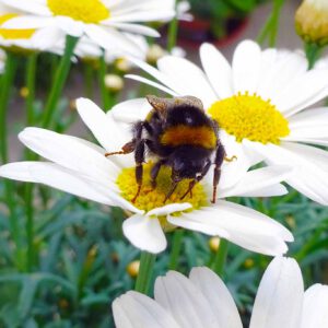 Die pummeligen pelzigen kleinen Fluggeräte sind vollkommen harmlos. Wer Hummeln stört oder bedrängt, kann ihren wehrhaften Stachel zu spüren bekommen.