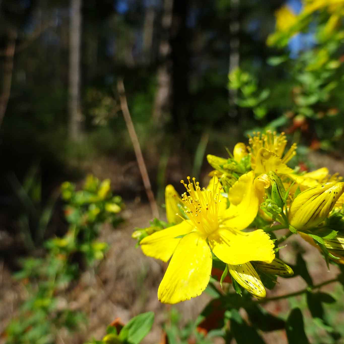 Ein Zeichen der Sommersonnenwende die Blüten des Johanniskrauts.