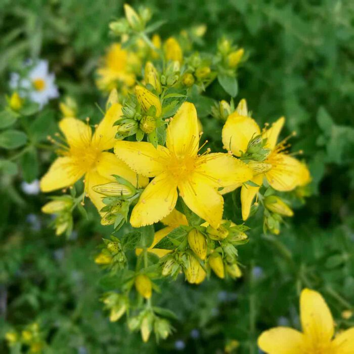 Ein wahrer Sonnenfänger sind die knallgelben Blüten des Johanniskrauts.