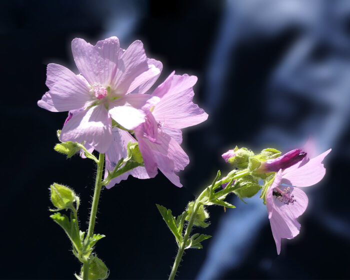 Malvenblüten erfreuen das Herz und die Sinne auf ganz besondere Art und Weise.