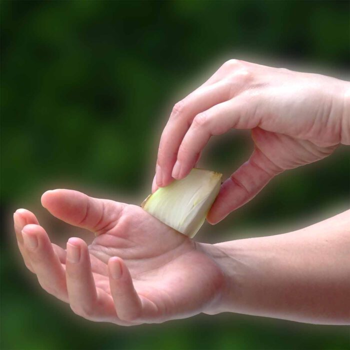 Bei Insektenstichen ist die frische Zwiebel oftmals die beste erste Hilfe.