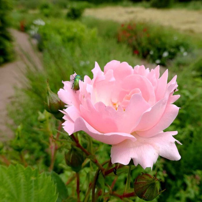 Scheinbar hat den kleinen Rosenkäfer die eigentümlichen Form der Rose im Helftaer Labyrinth verwirrt.