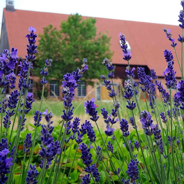 Lavendel ist der Klassiker in der Bepflanzung von Klostergärten.