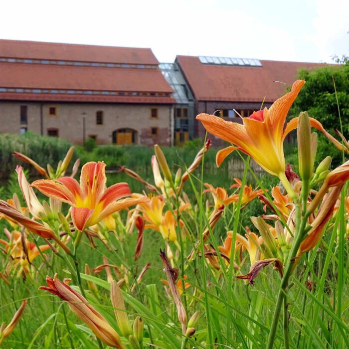 Seid wie die Lilien! Ein passendes florales Motiv für ein Kloster.