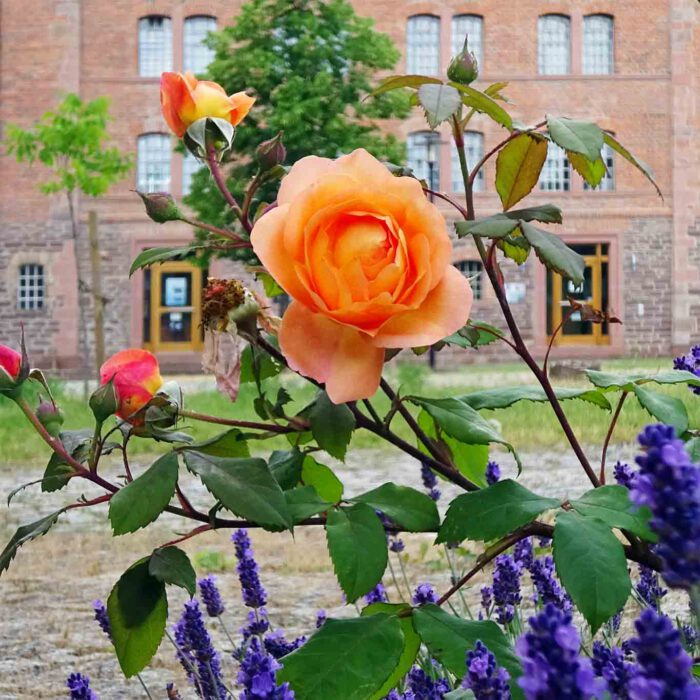 Die Rose versperrt die Sicht auf den Klosterladen in Helfta.