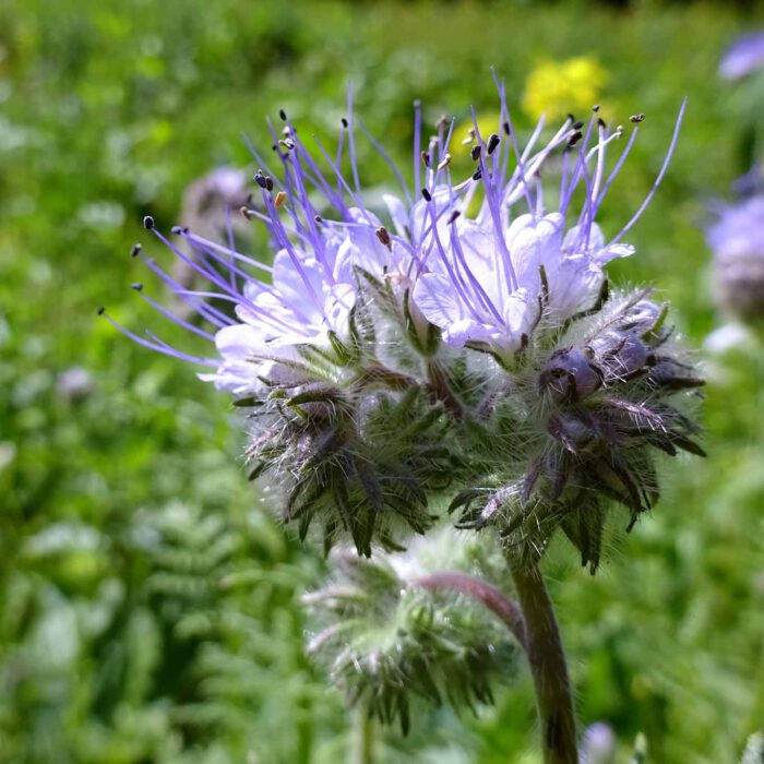 Das einjährige Büschelschön ist eine dekorative Bienenweide auch als Terrassen- oder Balkonbepflanzung.