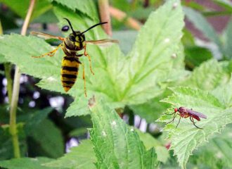 Mücken lieben den Giersch. Der Giersch im Garten bietet Mücken einen idealen Lebensraum.