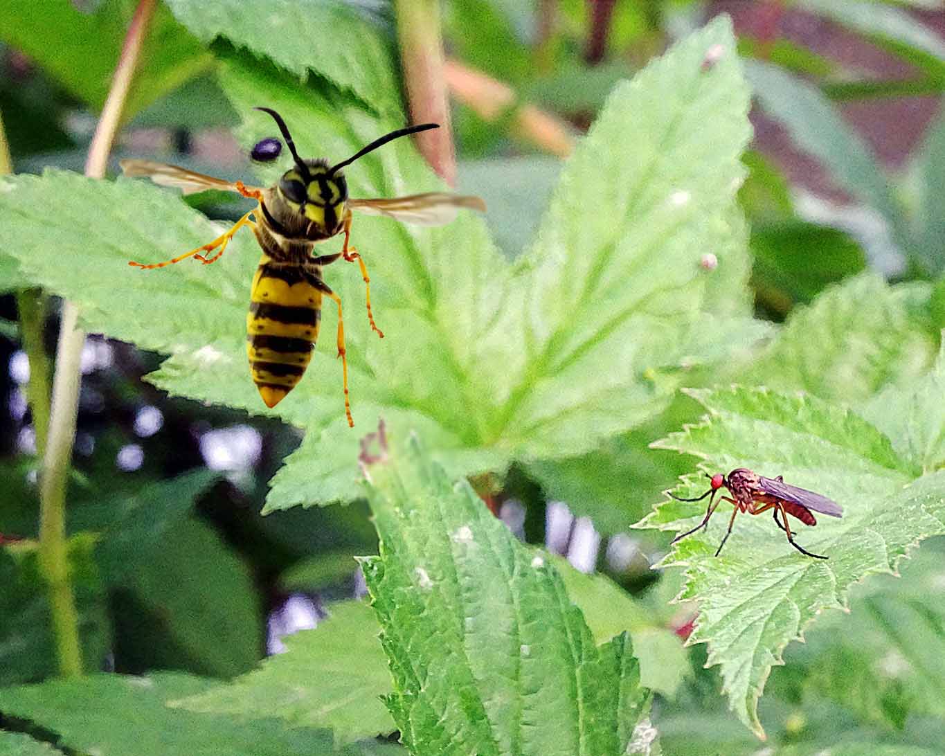 Mücken lieben den Giersch. Der Giersch im Garten bietet Mücken einen idealen Lebensraum.