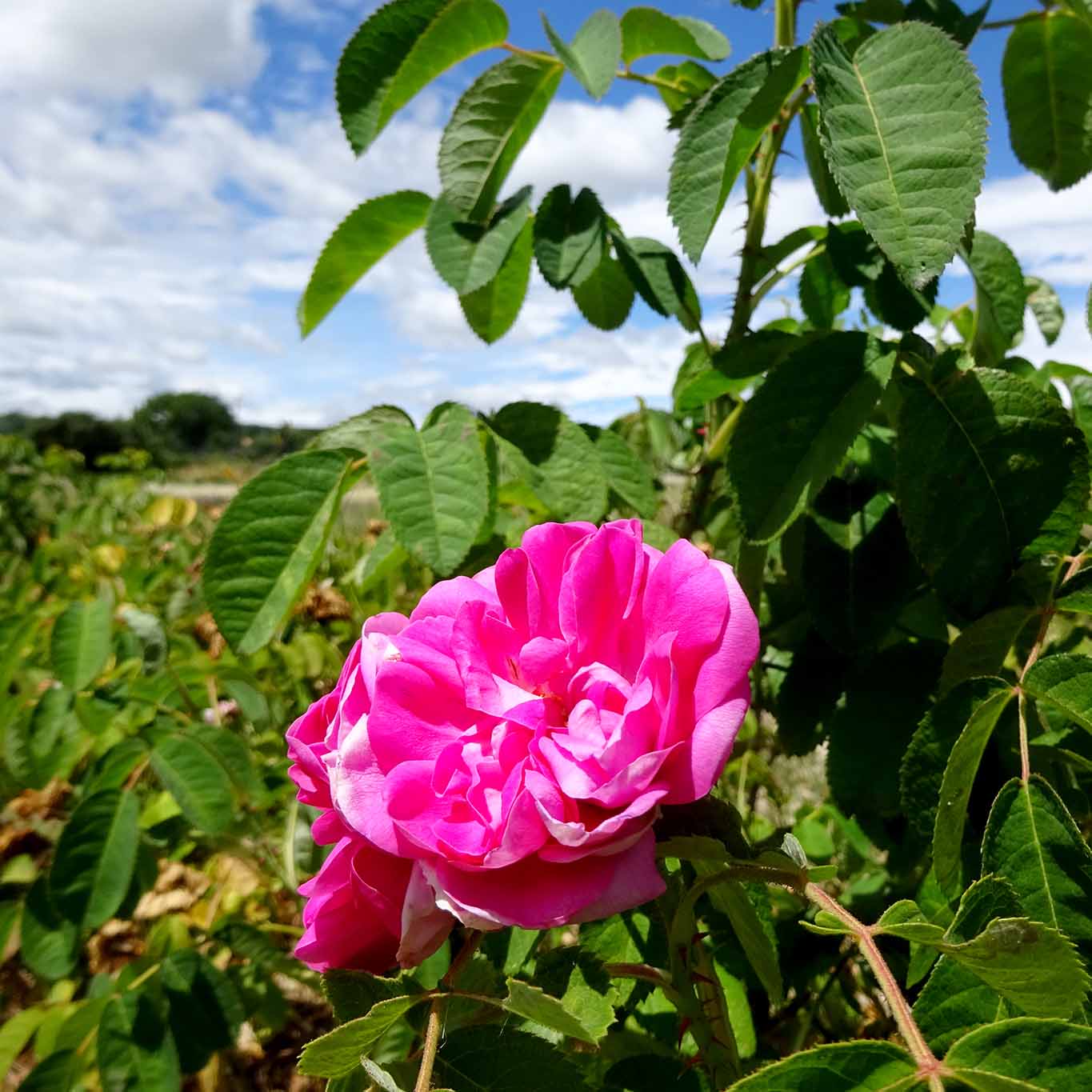 Damaszener Rosen blühend in einem Garten in der französischen Provence.
