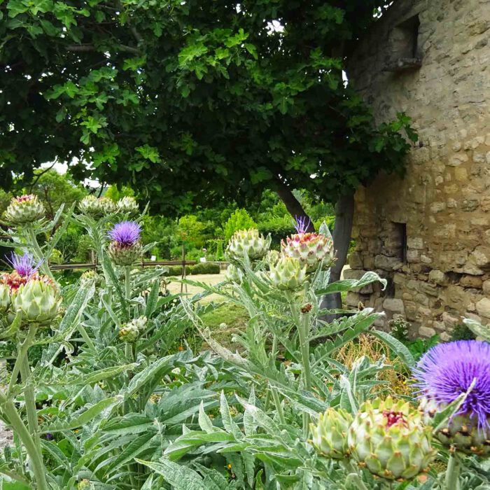 Disteln und Feigen in den Jardins et musee de Salagon.