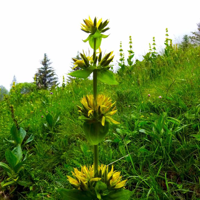 Die Blüten des gelben Enzians sind nicht so spektakulär wie das Erscheinungsbild der gesamten Pflanze. Sie fühlt sich auf Hochgebirgswiesen wohl.