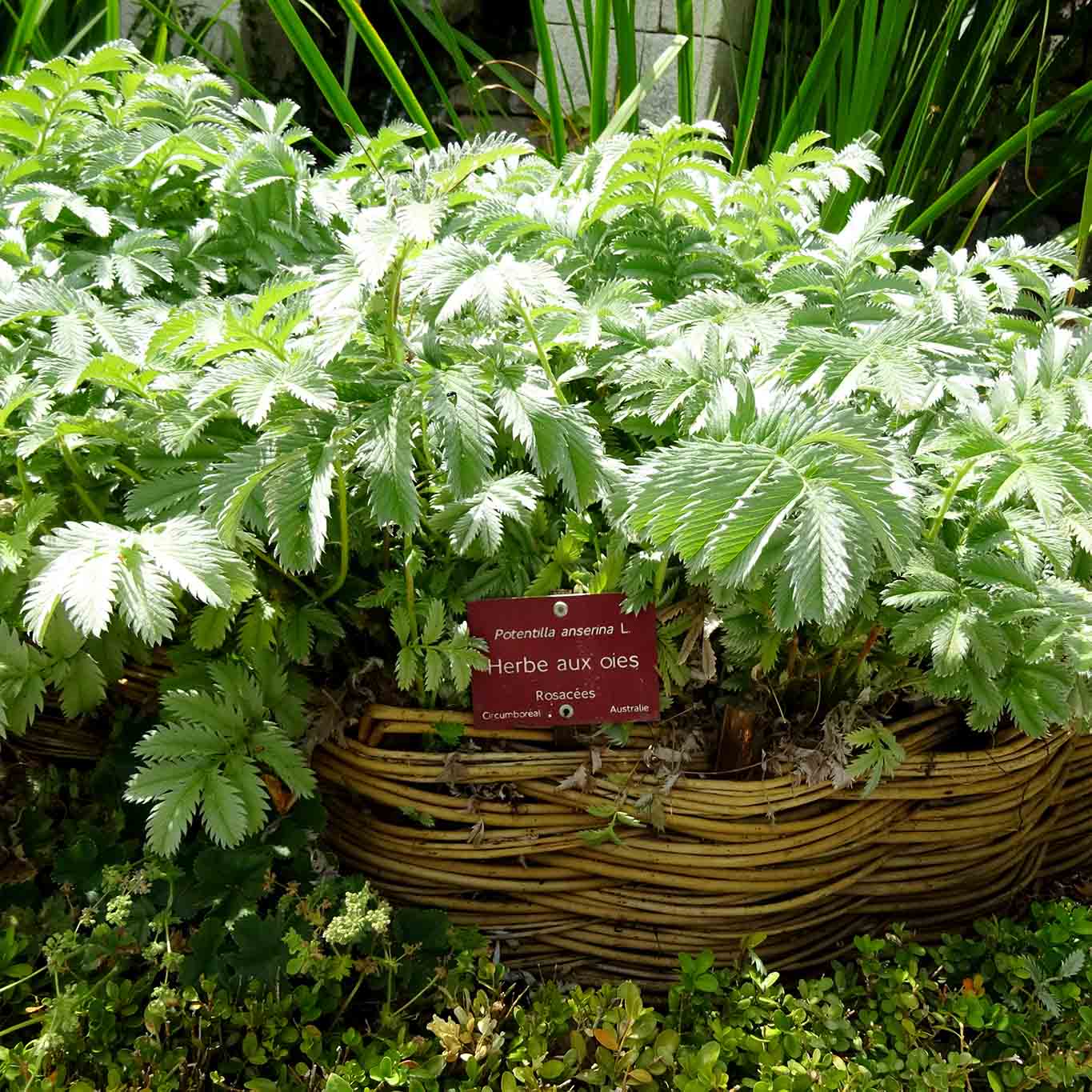 Dekoratives Korbgeflecht als Beetbegrenzung im Klostergarten.