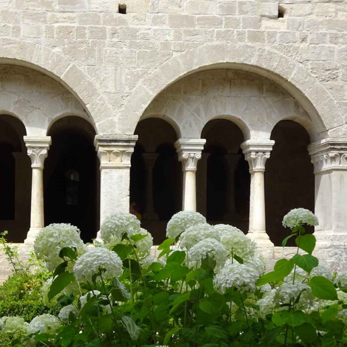 Schlicht in weiss blüht die Hortensie, wie die schlichte Bauweise der Zisterzienser.