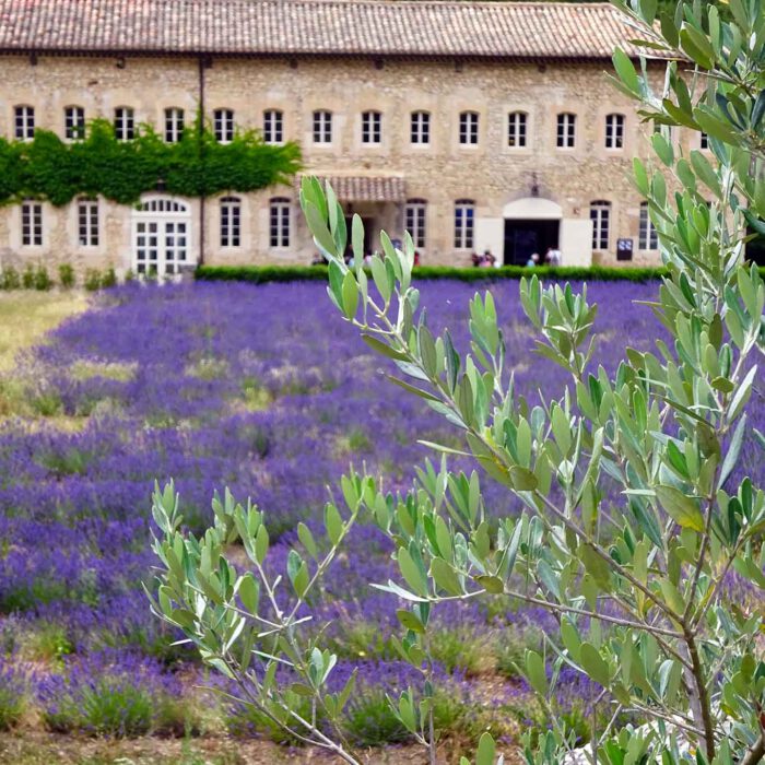 Mediterrane Komposition: Lavendel an Olivenzweigen.