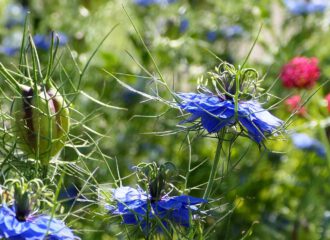 Die filigranen Blüten des Schwarzkümmels sind bewundernswert.