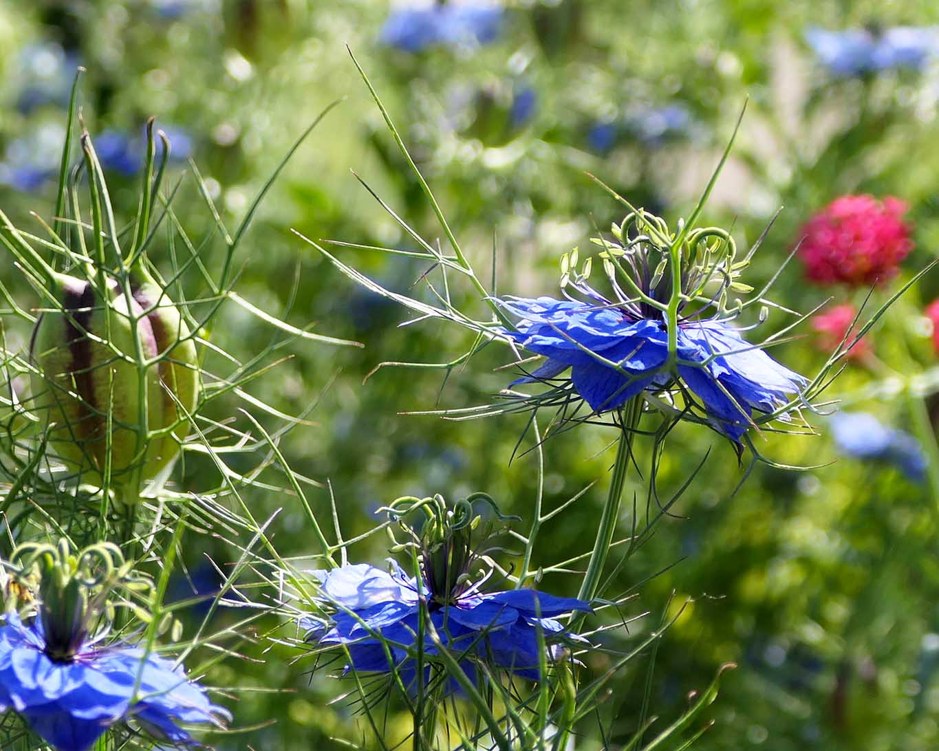 Die filigranen Blüten des Schwarzkümmels sind bewundernswert.