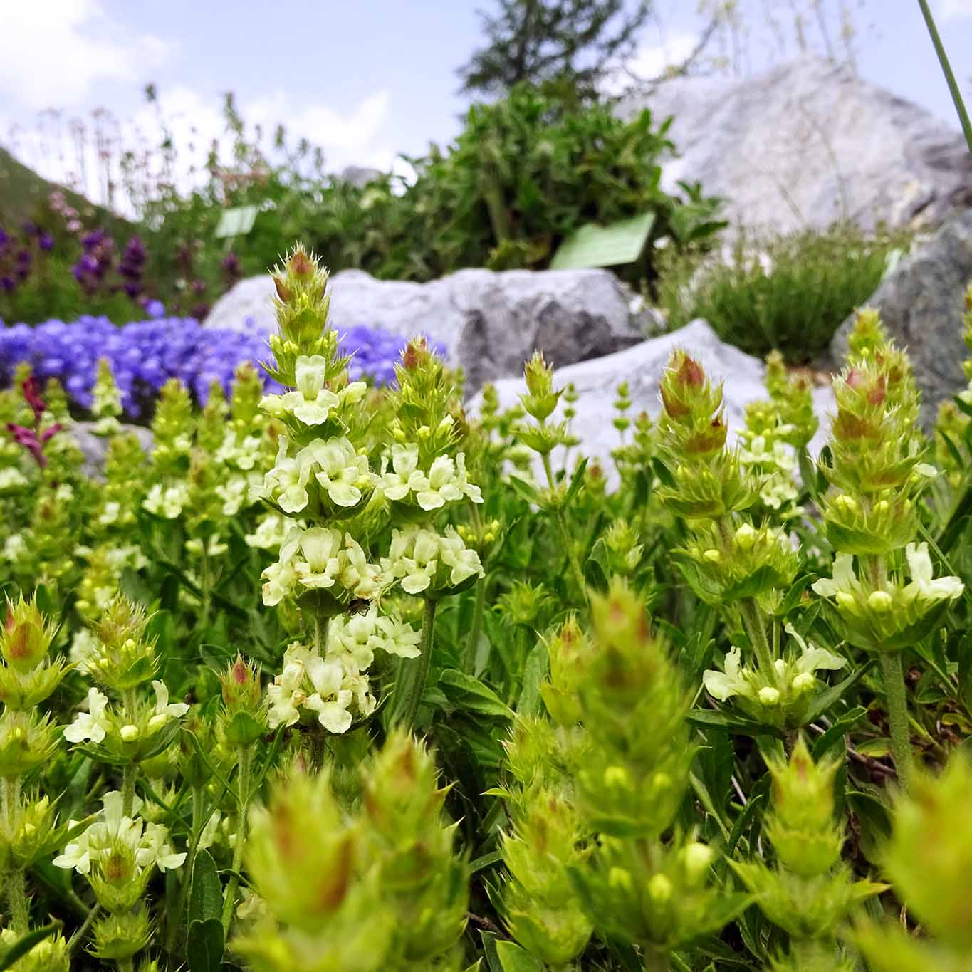 Ysopblättriges Gliedkraut – der Alpentee