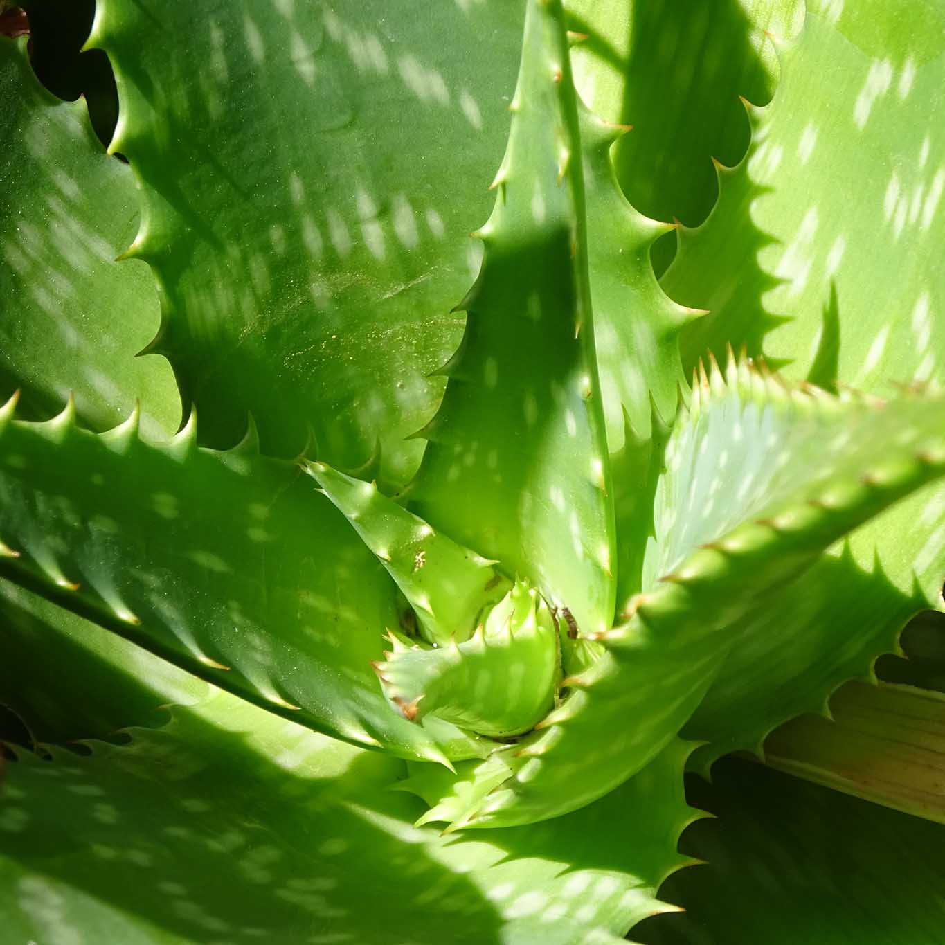 Aloe Vera gilt mit seinen fetten wasserspeichernden Blättern als Feuchtigkeitsspender für die Haut.