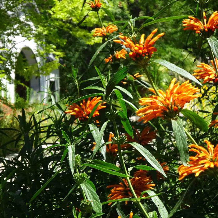 Leuchtend orange blüht die amerikanische Melisse.