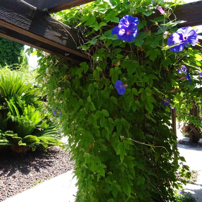 Blaue Trichterwinden im Jardin de plantes grimpantes.