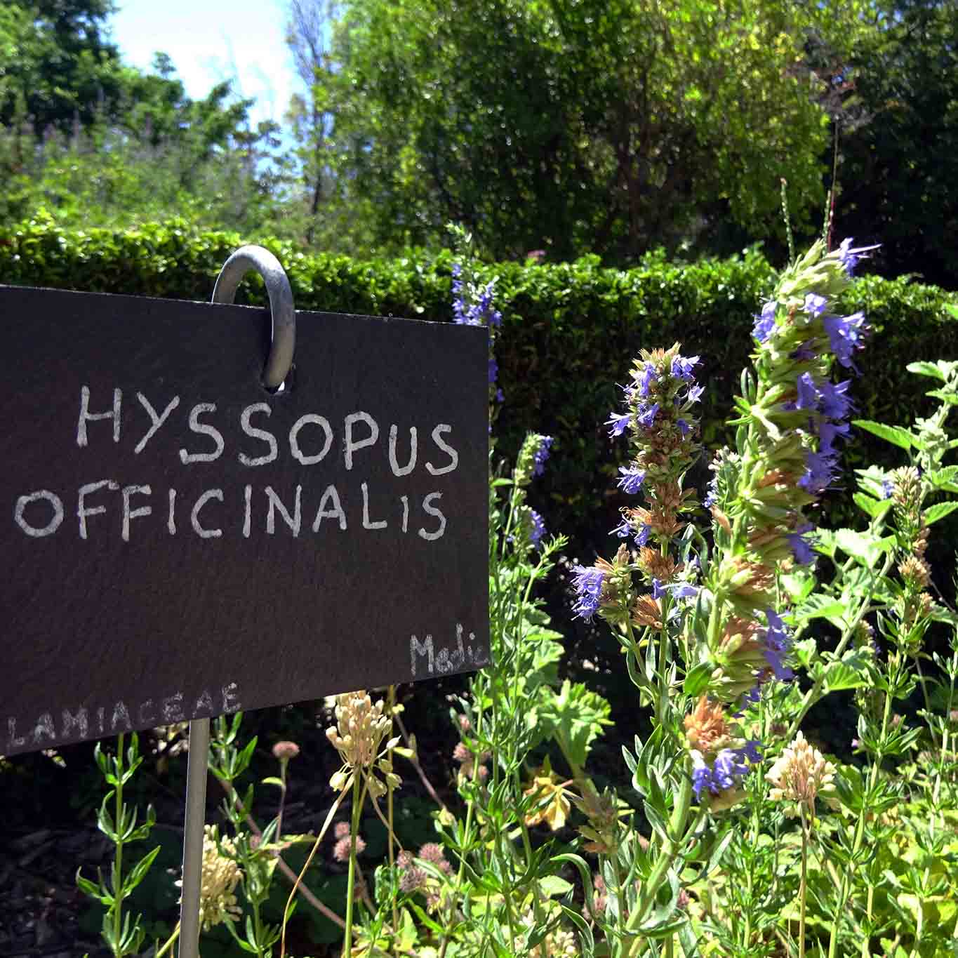 Hyssopus officinalis - blühender Ysop im botanischen Garten von Marseille.