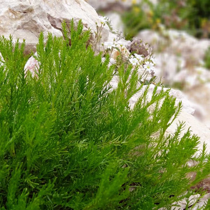 Santolina etrusca: und auch die Arten S. chamaecyparissus, S. insularis, S. neapolitana und S. oblongifolia werden in der traditionelle Volksmedizin verwendet.