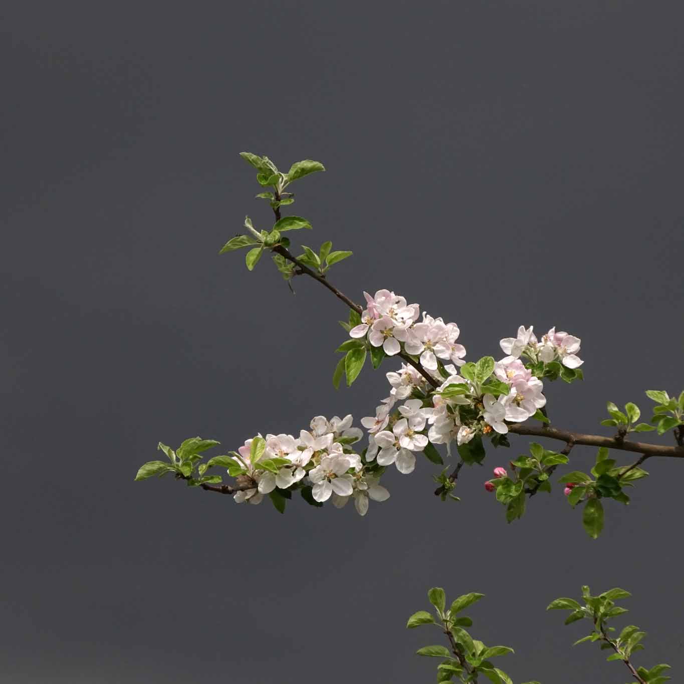 Weisse Apfelblüten vor Gewitterhimmel über Ostholstein.