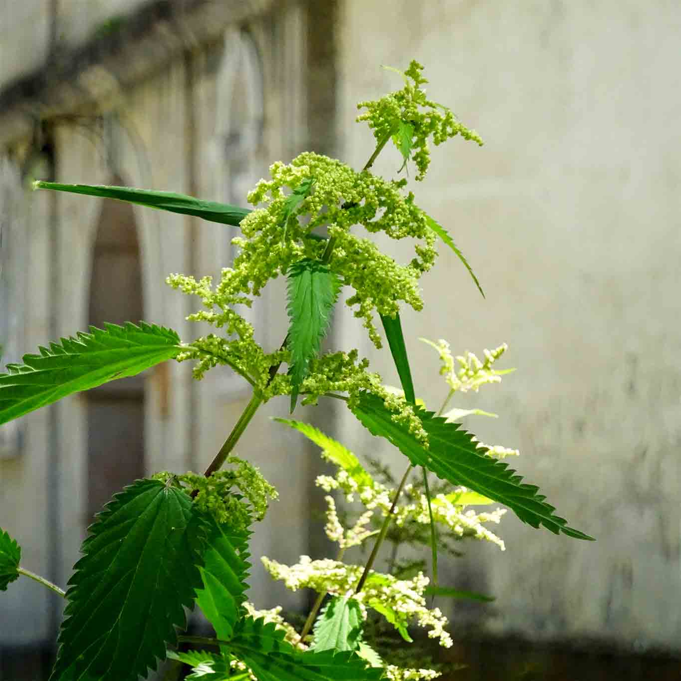 Heilpflanze des Jahres 2022: Brennnessel – Urtica dioica