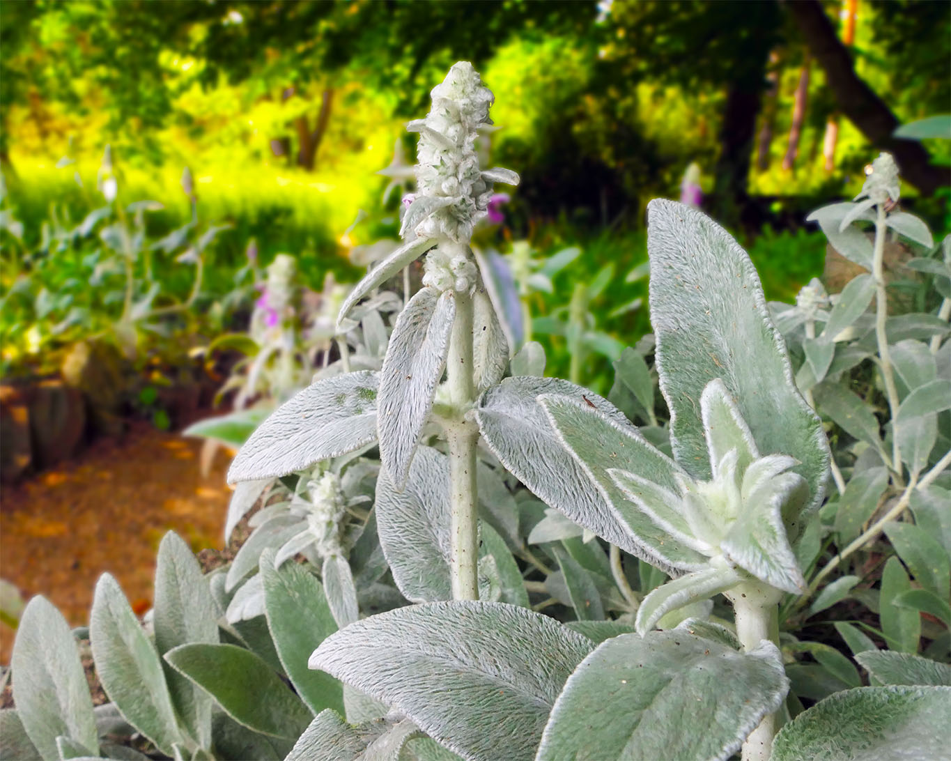 Der gute alte Wollziest wächst auch im Frankfurter Botanischen Garten an der Siesmayerstrasse.