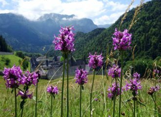 Der Heilziest drängt sich nicht auf. Er will gefunden werden. Von den Menschen wie von den Bienen, deren liebstes Futter er ist.