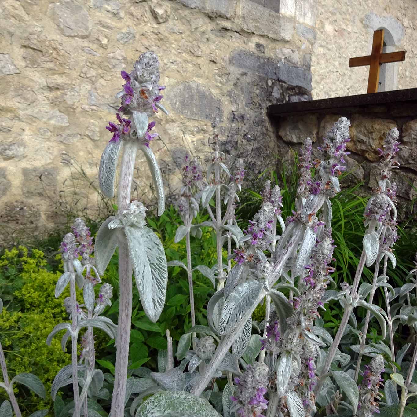 Stachys byzantina - oder provenzialisch: Gottes Hand