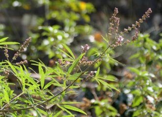 Vitex agnus-castus ist der lateinische Name für den Mönchspfeffer